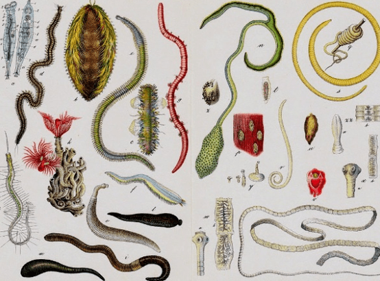 Tipos de parasitas